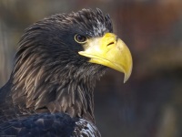 pacific eagle